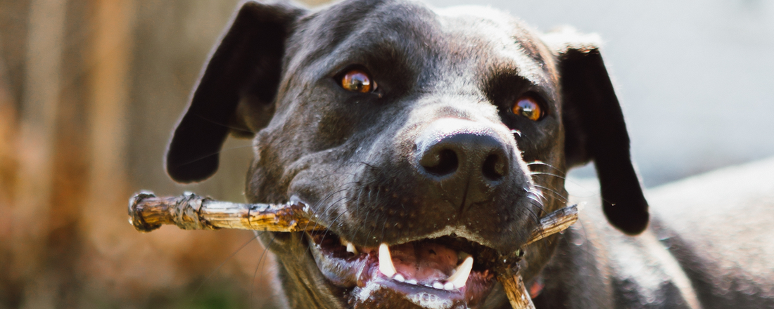 DHA and EPA for Dogs