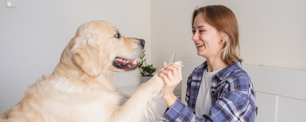 What’s Inside Dog Digestive Supplements and Why It Matters