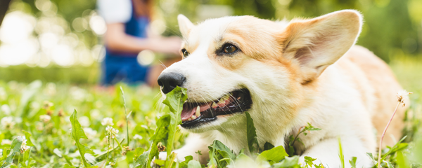 Dog Gut Health Supplement