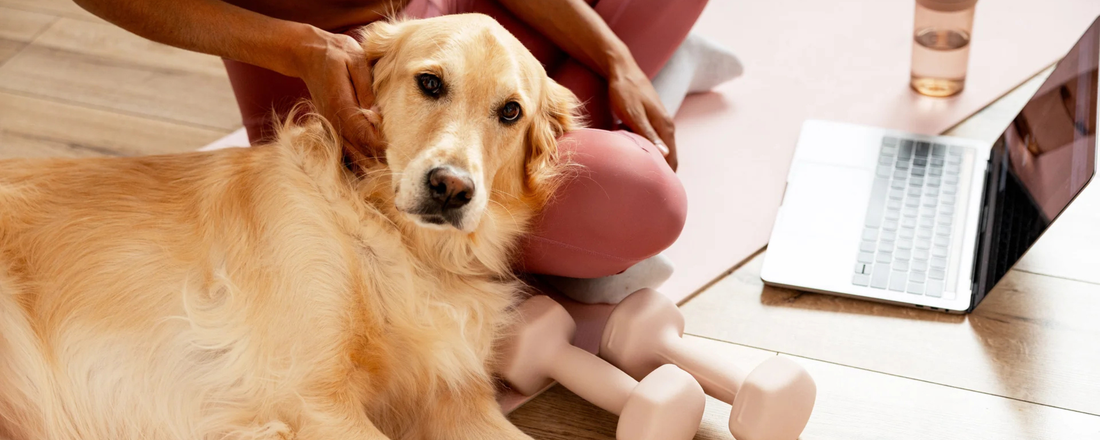 Dog Joint Supplements