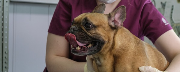 best omega 3 supplement for dogs