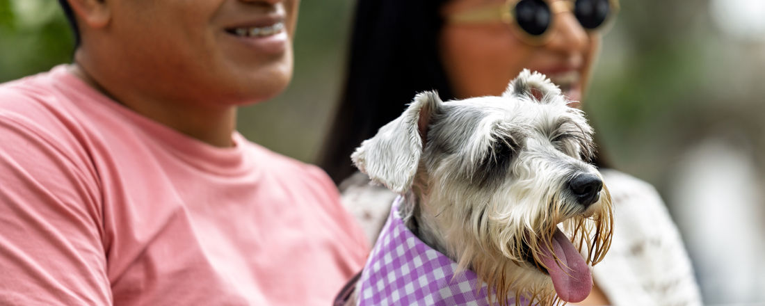 Dog Vitamin Supplements