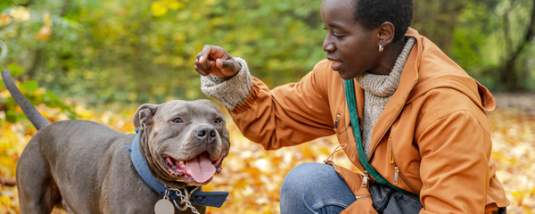 Dogs Digestive Health Supplement