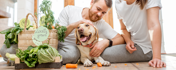 Gut Healthy Foods for Dogs