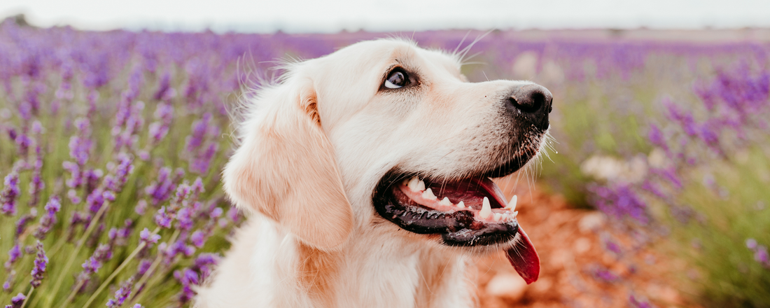 How Gut Support for Dogs Connects to Daily Health and Behavior