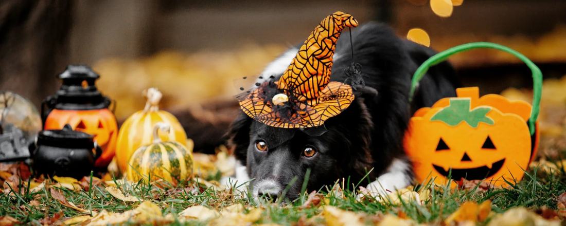 Halloween Safety for Dogs