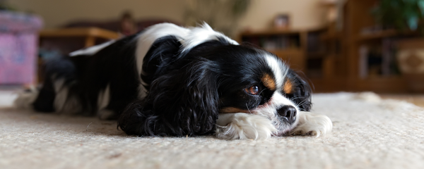Is Your Dog Struggling With Digestion? Here’s How Gut Support Can Help