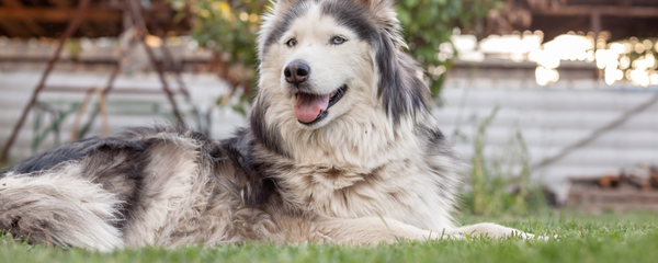 Best Joint Supplement for Dogs