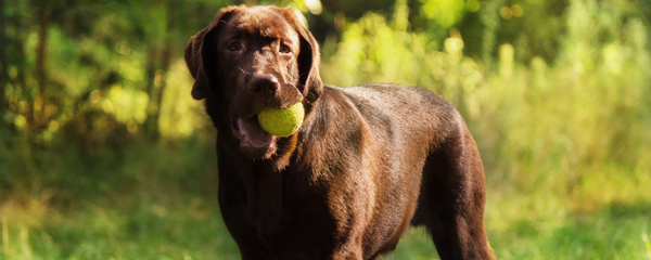 Longevity Supplement for Dogs