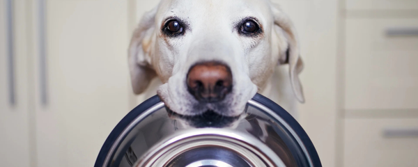 longevity supplements for dogs