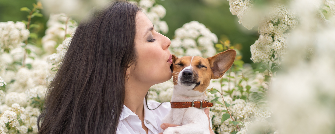 Natural Allergy Relief for Dogs