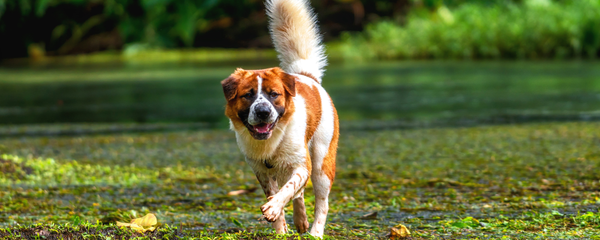 Plant-Based vs. Marine Omega 3s for Dogs