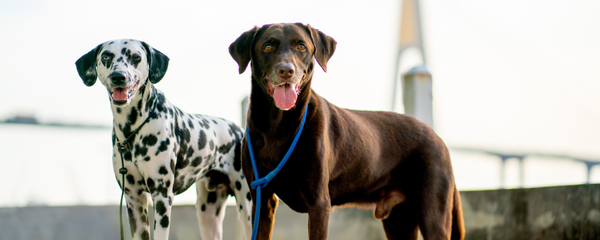 Postbiotics for Dogs