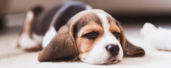 Signs of Poor Gut Health in Dogs