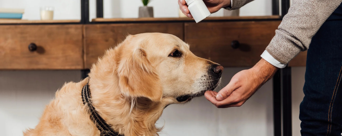 Vitamin & Mineral Supplement for Your Dog