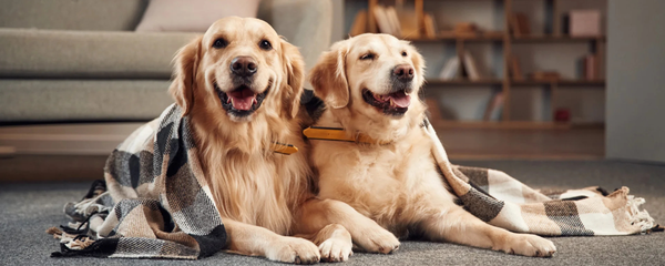 Wellness for Multi-Pet  Households