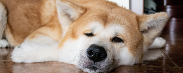 Why Is My Dog So Gassy