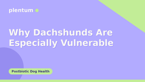 Plentum postbiotic dog supplement — why dachshunds are especially vulnerable