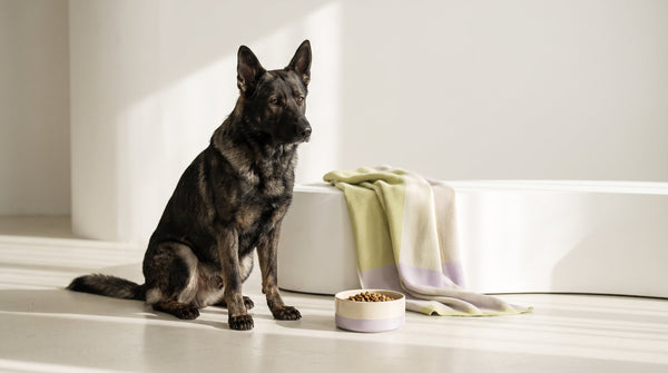 Gut Bacteria and Dog Weight: The Emerging Picture