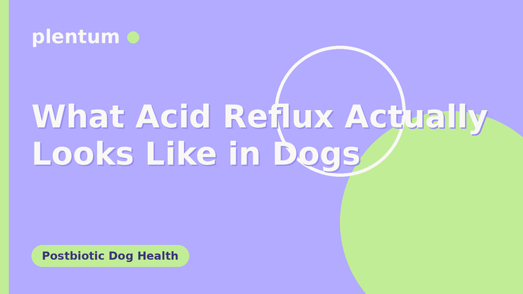 Plentum postbiotic dog supplement — What Acid Reflux Actually Looks Like in Dogs