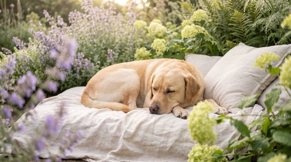All-in-One vs Single Dog Supplements: Which Is Better?