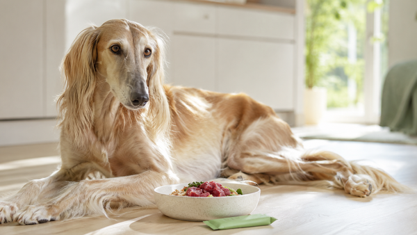 A healthy Saluki resting calmly beside its food bowl with a fresh meal in a bright sunlit kitchen — representing safe daily long-term probiotic use for dogs