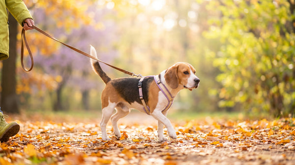 The Top 9 Ingredients to Look For in Your Dog’s Supplement