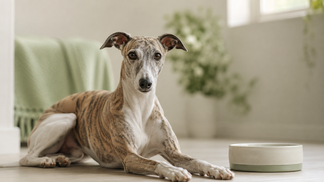 Whippet resting calmly on a clean floor beside its water bowl, recovering from dog diarrhea