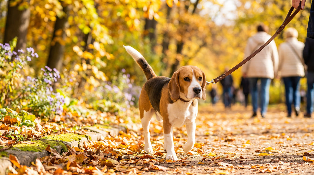 Best Dog Probiotics 2026: 5 Tested Picks That Actually Work