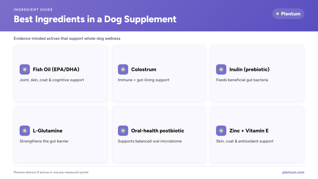Plentum infographic: best ingredients in a dog supplement — fish oil (EPA/DHA), colostrum, inulin prebiotic, L-glutamine, an oral-health postbiotic, and zinc plus vitamin E.