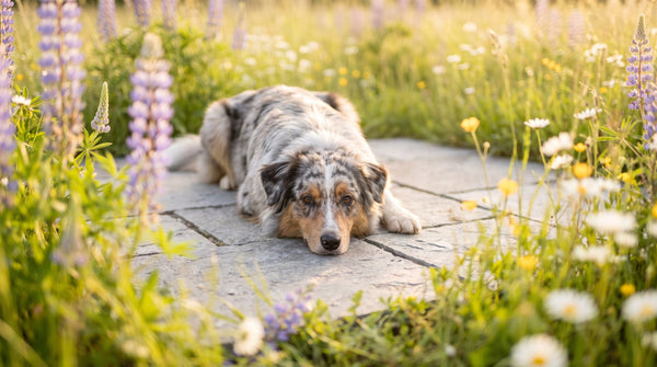 Best Probiotics for Puppies 2026: A Science-First Buyer's Guide