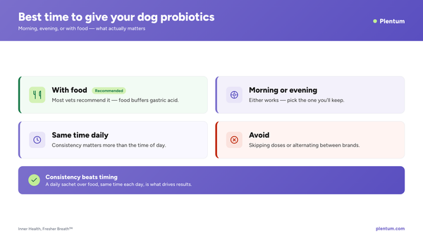 Plentum infographic: best time to give your dog probiotics - with food, morning or evening, same time daily, and what to avoid