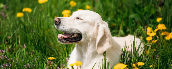 best skin and coat dog supplement