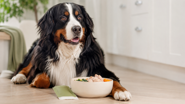 Healthy Bernese Mountain Dog resting beside a cream bowl of fresh food in a bright kitchen, illustrating how canine postbiotics support gut health beyond probiotics.