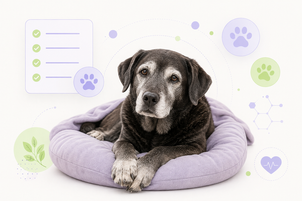 Wise senior dog resting with checklist icons for what vets wish owners knew