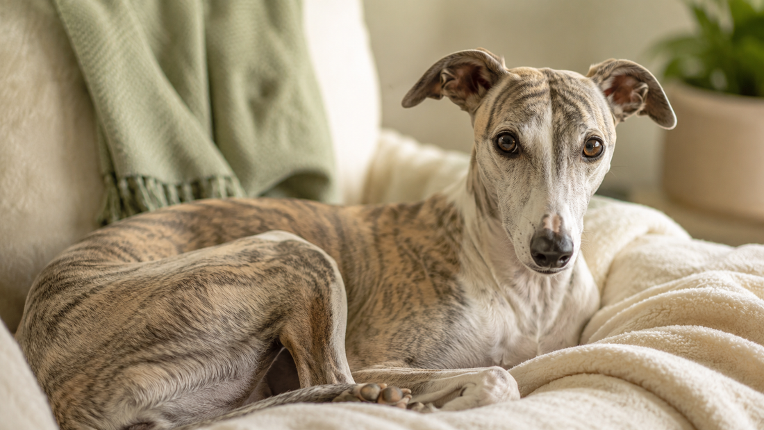 Calm brindle Whippet curled on a soft cream blanket in cozy lamplight, illustrating what to know before trying a calming supplement for dogs