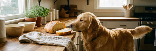 can dogs eat bread — Plentum
