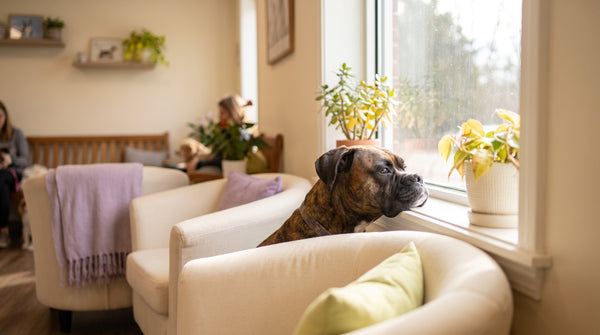 Can Dogs Eat Bread?