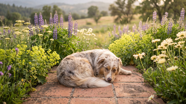 Can Dogs Eat Carrots?