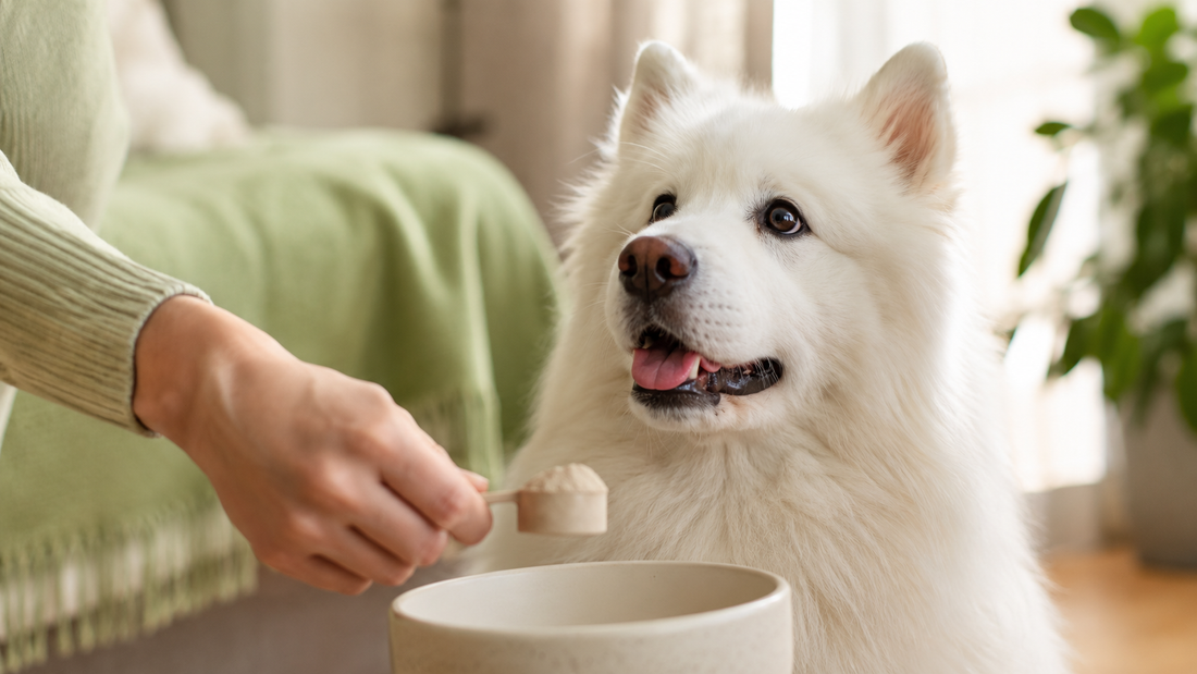 Owner scooping beige supplement powder into a ceramic bowl while an eager Samoyed looks up, illustrating safe portions and feeding for dogs