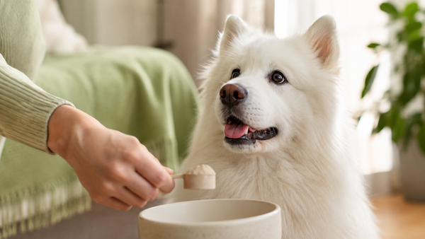 Owner scooping beige supplement powder into a ceramic bowl while an eager Samoyed looks up, illustrating safe portions and feeding for dogs