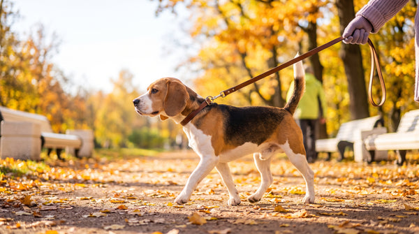Can Dogs Eat Peas? Benefits, Frozen Peas and What to Avoid
