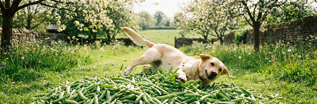 can dogs eat peas — Plentum