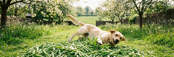 can dogs eat peas — Plentum