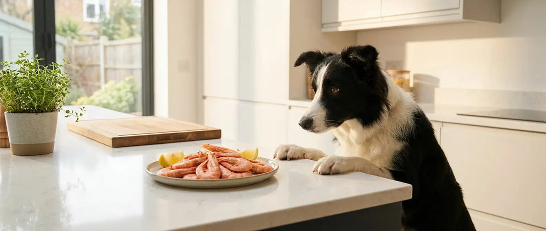 Can Dogs Eat Shrimp? Yes — Here's How to Prep It Safely