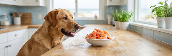 can dogs eat shrimp — Plentum