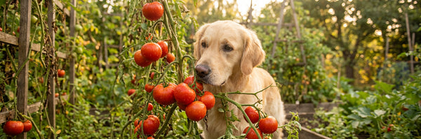 can dogs eat tomatoes — Plentum
