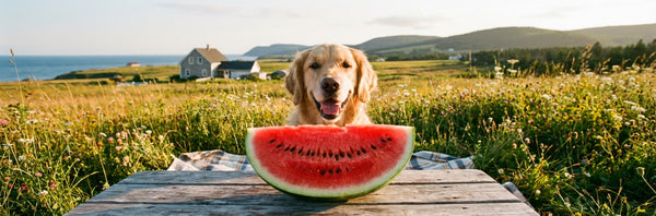 can dogs eat watermelon — Plentum