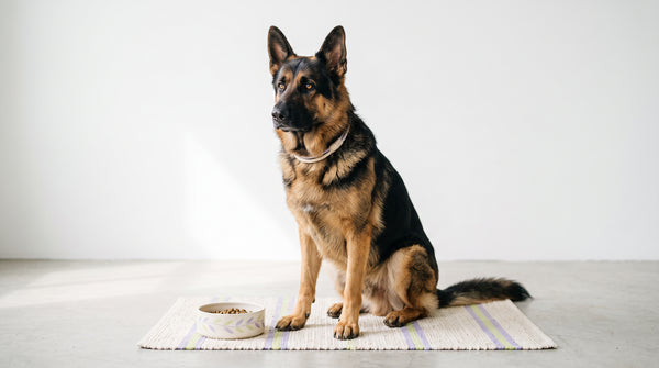 Can Dogs Have Bananas? Yes, But With These Smart Guidelines