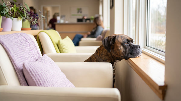 Can Dogs Have Milk? Digestion, Dairy, and Safe Alternatives